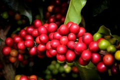Image00009