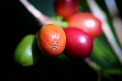 Image00011